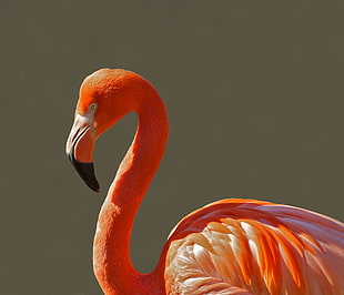 pink flamingo HD wallpaper
