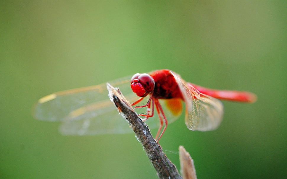 selective focus photography of Roseate Skimmer HD wallpaper