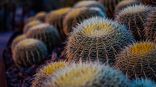 cactus plant macro shot HD wallpaper