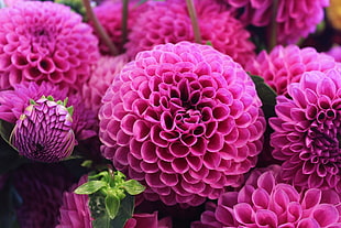 close up photography of pink dahlia flowers