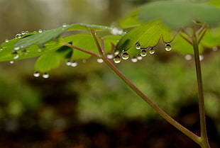 water droplets on green leaf closeup photography HD wallpaper