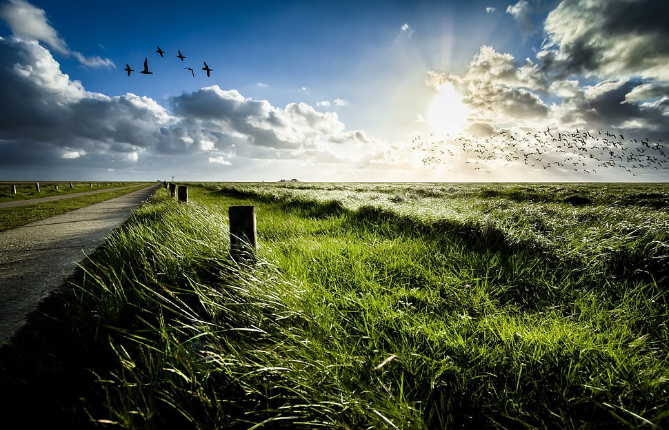 green grass, nature, green, sky, grass HD wallpaper