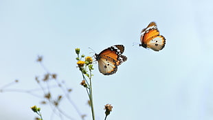 two brown butterflies, butterfly, flowers, insect, yellow flowers