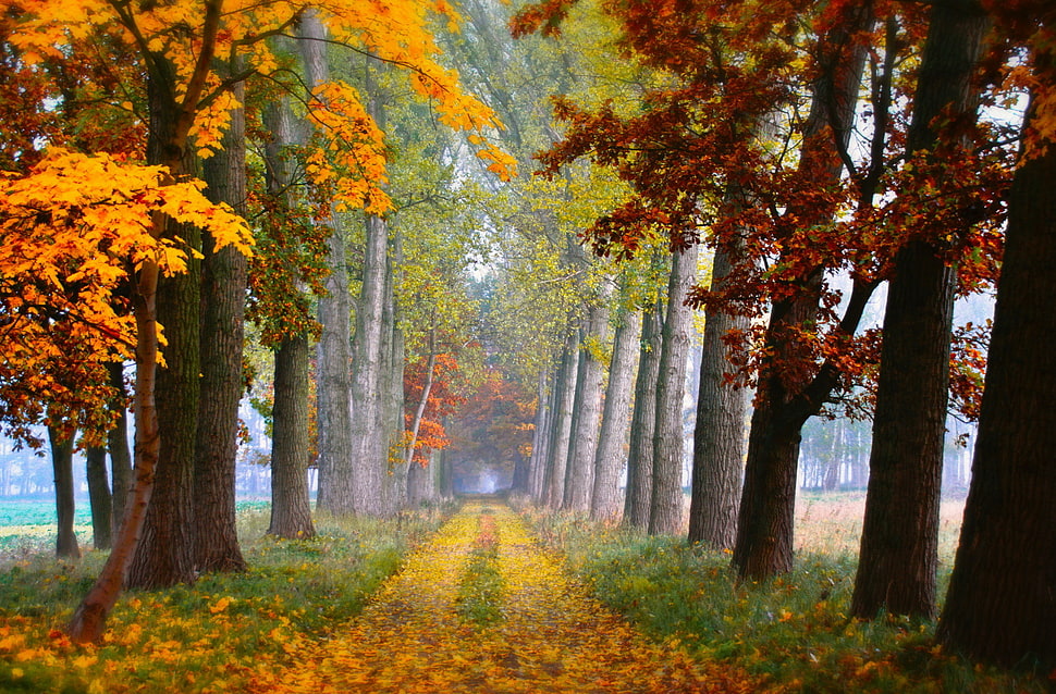 scenery of trees, fall, leaves, trees HD wallpaper