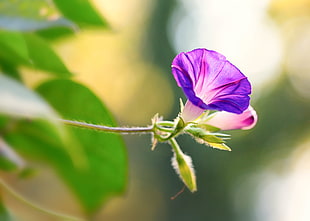 purple Morning Glory vines in bloom at aytime HD wallpaper