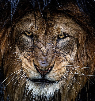 brown lion, nature, photography, lion, big cats HD wallpaper