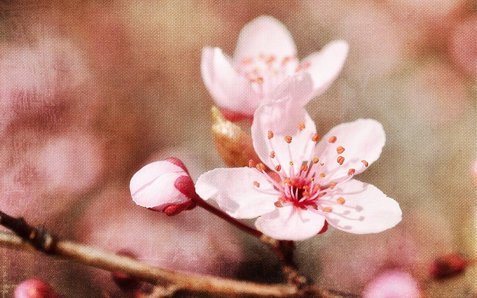 white and red flower HD wallpaper