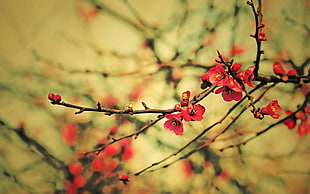 closeup photography of red tree blossoms