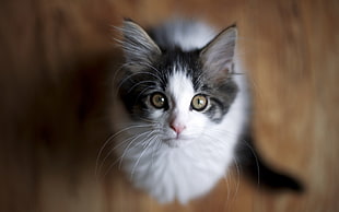 white and gray cat, looking up, cat, animals, depth of field