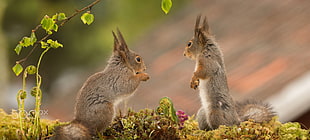 two brown squirrels, nature, spring