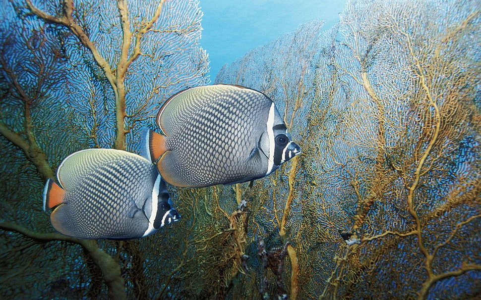 two gray fishes, fish, animals HD wallpaper