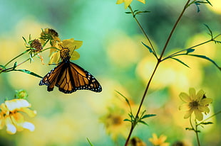 Queen Butterfly perching on yellow flower in self-focus photography