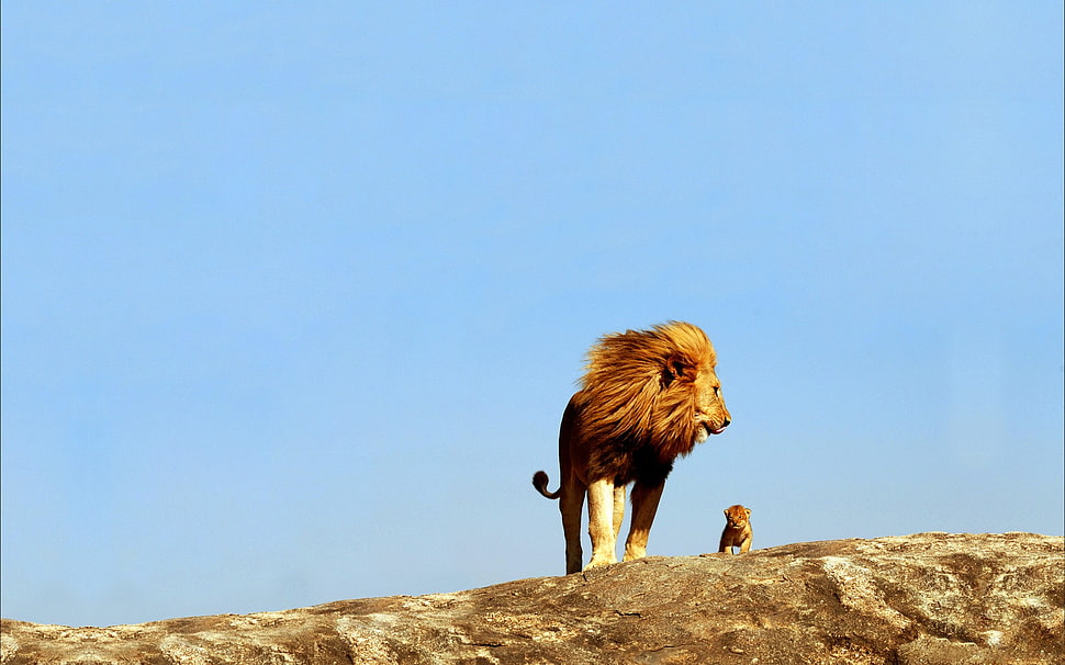 brown lion, lion, baby animals, animals HD wallpaper