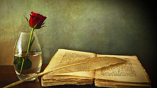 opened book, rose, quills, books, flowers