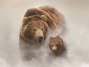 two brown brown bears HD wallpaper