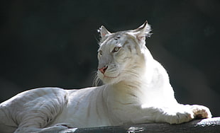 Albino Tiger photo