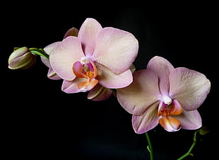 closed up photo of pink Moth Orchids