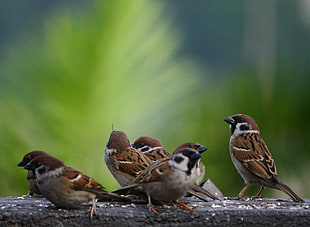 selective focus photography of seven brown sparrows at daytime