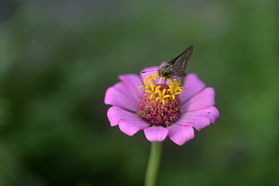 black Butterfly on purple flower, zinnia HD wallpaper