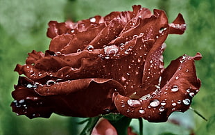 brown petaled flowers with dew drops HD wallpaper
