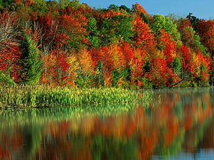 timelapse photography of red and green trees beside body of water