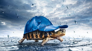brown tortoise with blue hat digital wallpaper, animals, turtle, humor