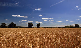 wheat field under blue and white cloudy sky during daytime HD wallpaper