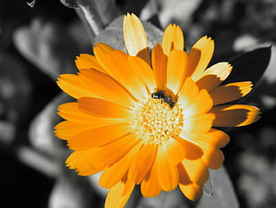 yellow Calendula flower in selective color photography
