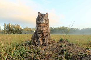 brown tabby cat, cat, animals, landscape