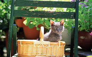 gray cat in brown wicker picnic basket