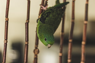green budgerigar, Parrot, Bird, Green HD wallpaper