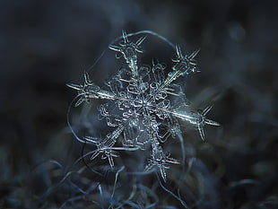 macro photography of snowflake HD wallpaper