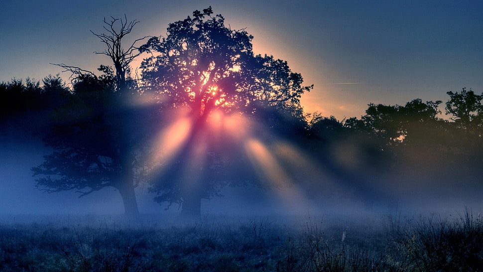 green trees HD wallpaper
