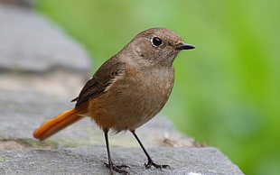 closeup photography of brown bird