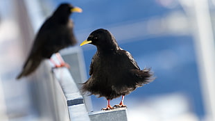 two Fledgling Common Blackbirds perching on gray metal surface