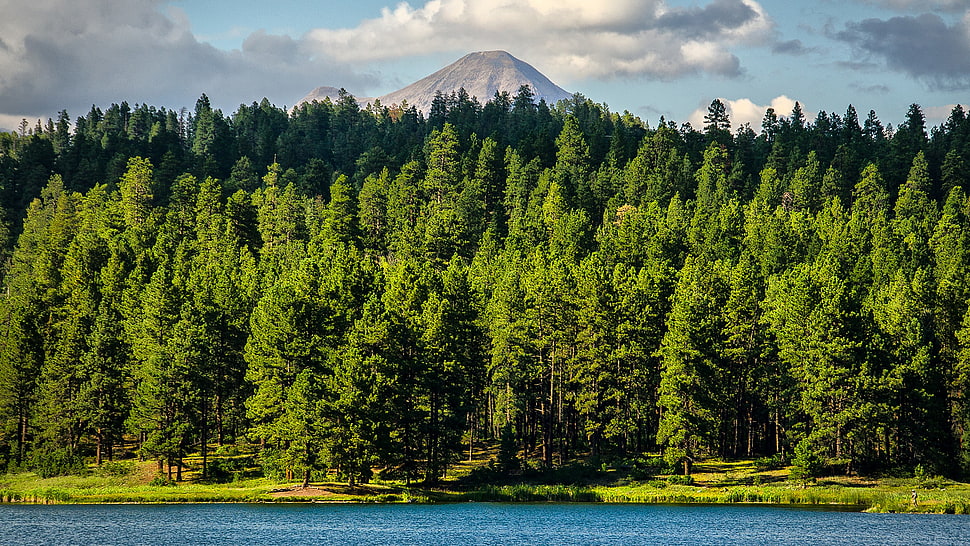 green leaf tree lot, landscape HD wallpaper