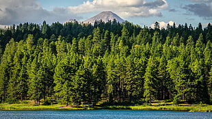 green leaf tree lot, landscape