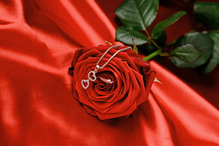 silver-colored strap heart pendant necklace on red rose HD wallpaper