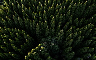 pine tree lot HD wallpaper