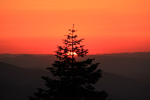 tree against sunset