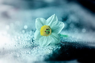 selective focus photography of white 6-petaled flower