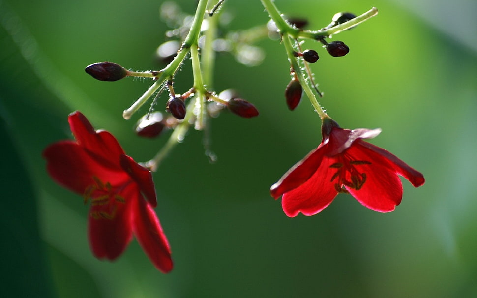 selective focus photography of red petaled flower HD wallpaper