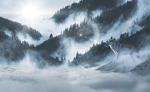 Alaskan Malamute standing at misty mountains during daytime HD wallpaper