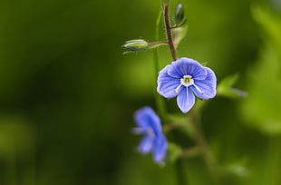 macro photography of blue and white flower, veronica persica