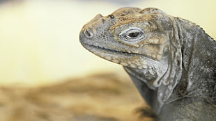 focus photo of gray lizard