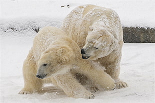 two brown polar bears fights standing on snow field