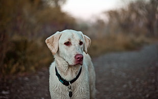 selective focus photography of white dog during daytime