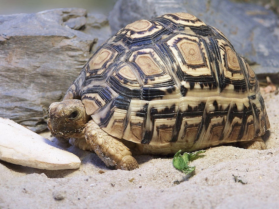 brown and black tortoise HD wallpaper