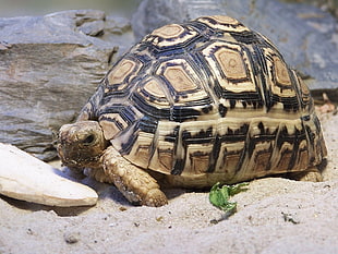 brown and black tortoise