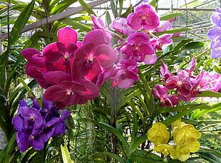 pink orchid flowers